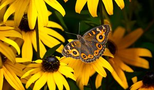 Preview wallpaper meadow argus, rudbeckia, butterfly, flowers, petals, garden, insect