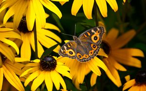 Preview wallpaper meadow argus, rudbeckia, butterfly, flowers, petals, garden, insect