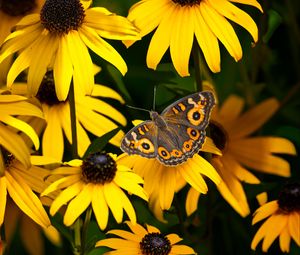 Preview wallpaper meadow argus, rudbeckia, butterfly, flowers, petals, garden, insect