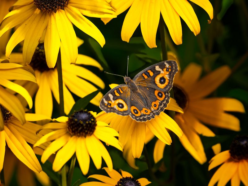 800x600 Wallpaper meadow argus, rudbeckia, butterfly, flowers, petals, garden, insect