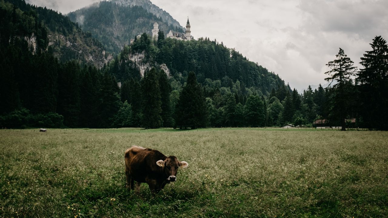 Wallpaper meadow, bull, mountains, castle, grass, bavaria