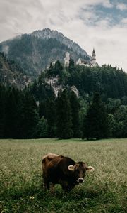 Preview wallpaper meadow, bull, mountains, castle, grass, bavaria