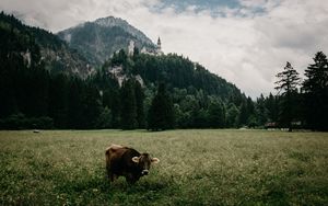 Preview wallpaper meadow, bull, mountains, castle, grass, bavaria