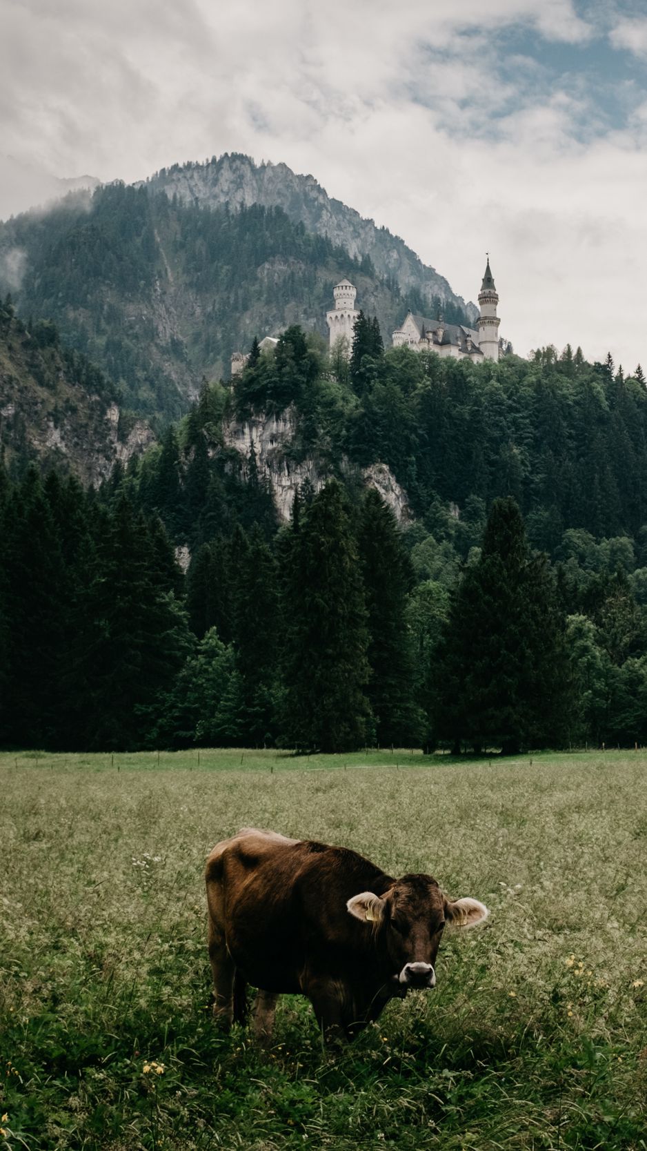 Download wallpaper 938x1668 meadow, bull, mountains, castle, grass, bavaria  iphone 8/7/6s/6 for parallax hd background