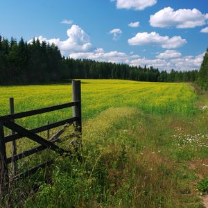 Preview wallpaper meadow, flowers, clouds, gate, protection, green