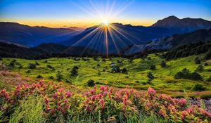 Preview wallpaper meadow, flowers, mountains, grass, dawn