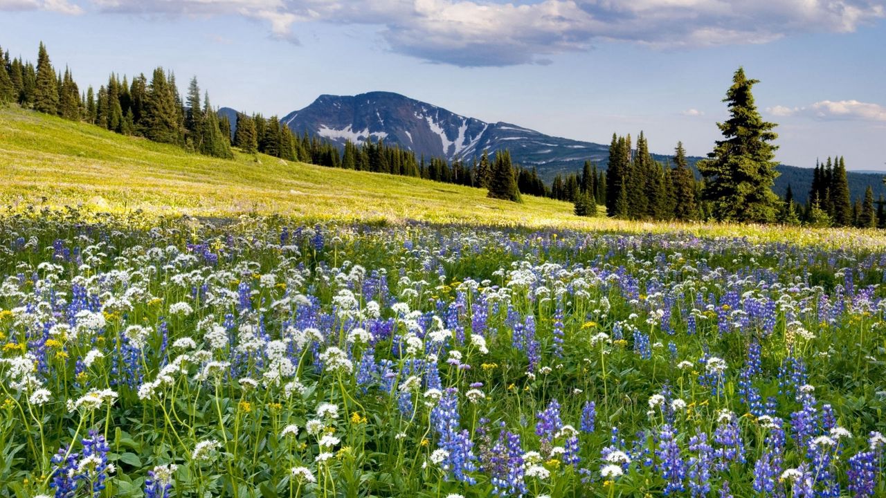 Wallpaper meadow, flowers, mountains, slope