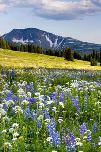 Preview wallpaper meadow, flowers, mountains, slope