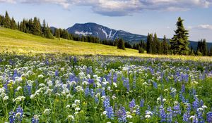 Preview wallpaper meadow, flowers, mountains, slope