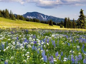 Preview wallpaper meadow, flowers, mountains, slope