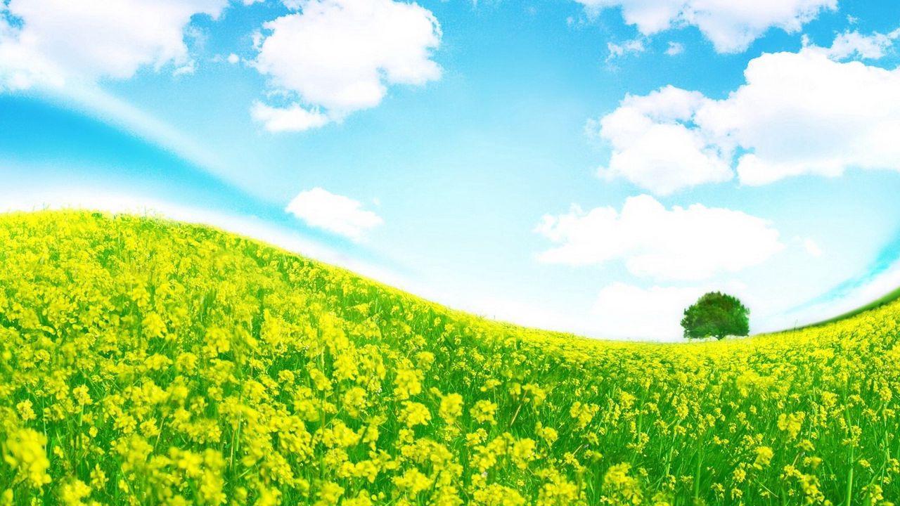 Wallpaper meadow, flowers, slope, tree, colors