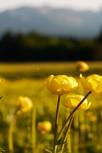 Preview wallpaper meadow, globe flower, blur, flowers