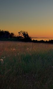 Preview wallpaper meadow, grass, decline, evening, sky