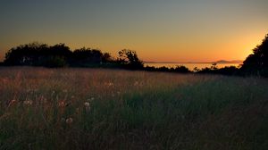 Preview wallpaper meadow, grass, decline, evening, sky