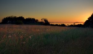 Preview wallpaper meadow, grass, decline, evening, sky