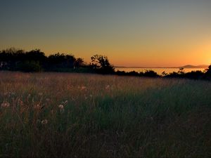 Preview wallpaper meadow, grass, decline, evening, sky