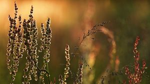 Preview wallpaper meadow, grass, nature