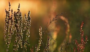 Preview wallpaper meadow, grass, nature