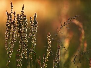 Preview wallpaper meadow, grass, nature