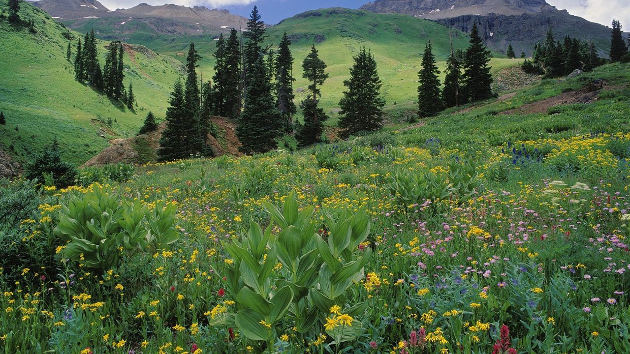 Wallpaper meadow, greens, grass, flowers, trees, slopes, colorado