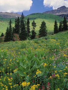 Preview wallpaper meadow, greens, grass, flowers, trees, slopes, colorado