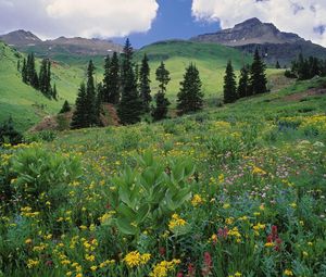 Preview wallpaper meadow, greens, grass, flowers, trees, slopes, colorado
