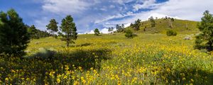 Preview wallpaper meadow, hills, trees, flowers, nature, landscape