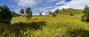 Preview wallpaper meadow, hills, trees, flowers, nature, landscape