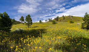 Preview wallpaper meadow, hills, trees, flowers, nature, landscape