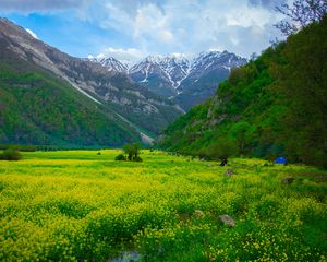 Preview wallpaper meadow, mountains, flowers, landscape