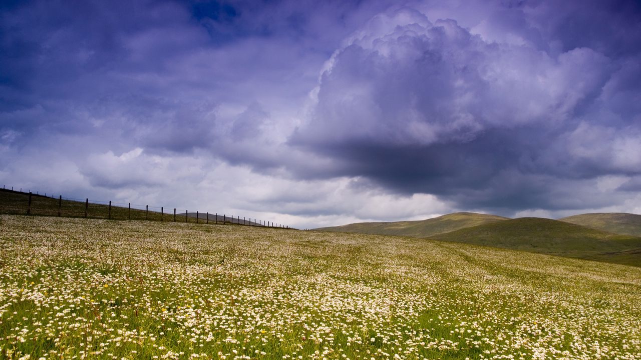 Wallpaper meadow, plain, flowers, field, greens, pasture, fence, sky, clouds