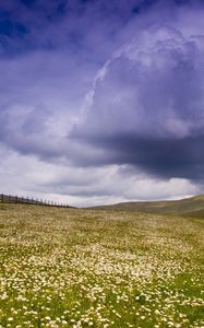 Preview wallpaper meadow, plain, flowers, field, greens, pasture, fence, sky, clouds