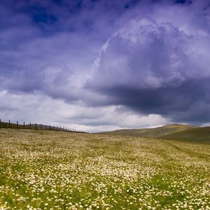 Preview wallpaper meadow, plain, flowers, field, greens, pasture, fence, sky, clouds