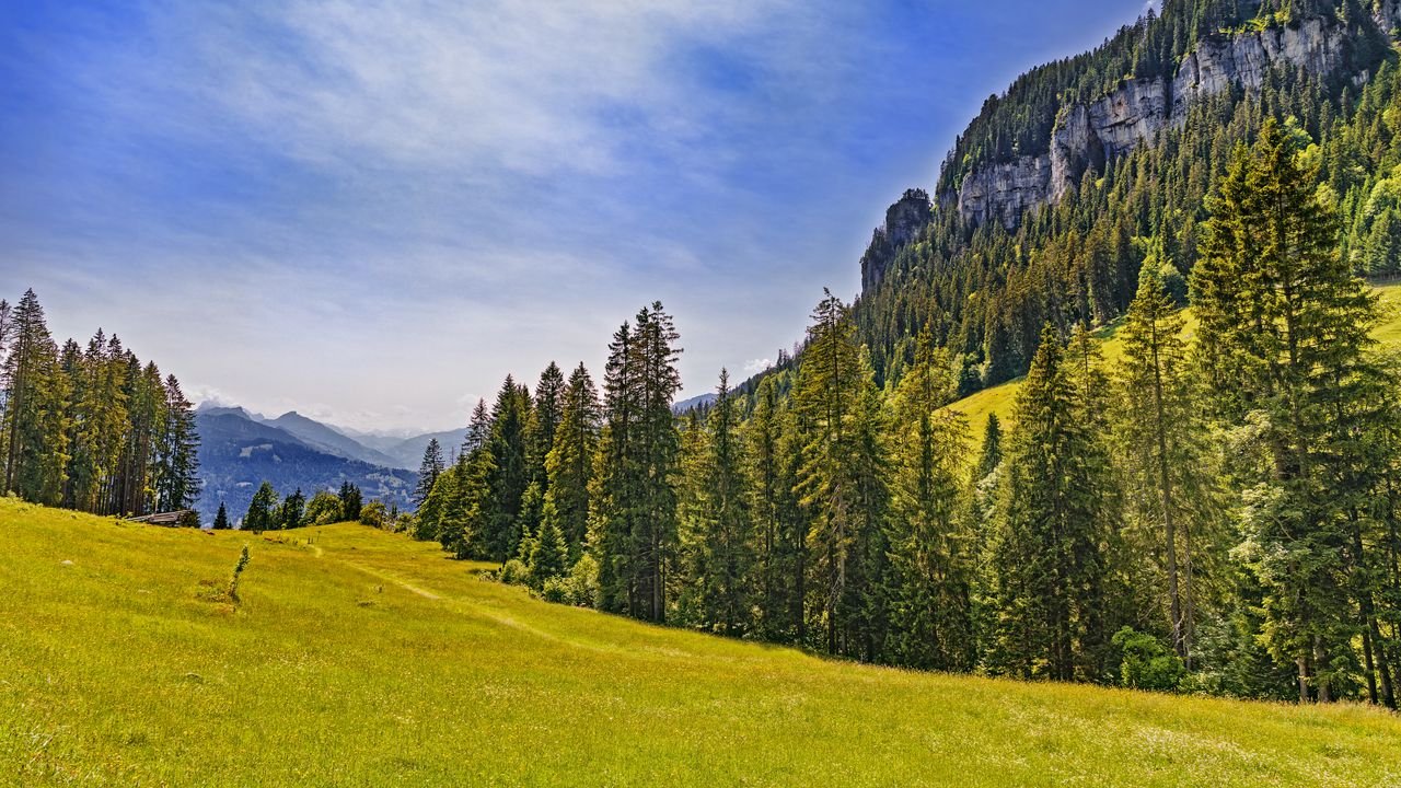 Wallpaper meadow, trees, forest, grass, nature