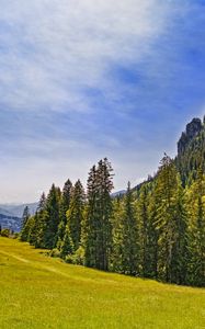 Preview wallpaper meadow, trees, forest, grass, nature