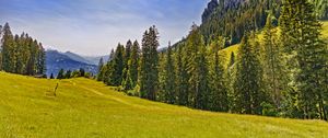 Preview wallpaper meadow, trees, forest, grass, nature
