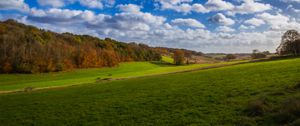 Preview wallpaper meadow, trees, forest, grass, sky, landscape