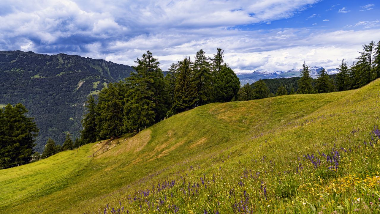 Wallpaper meadow, trees, hill, nature, landscape, green