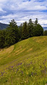 Preview wallpaper meadow, trees, hill, nature, landscape, green