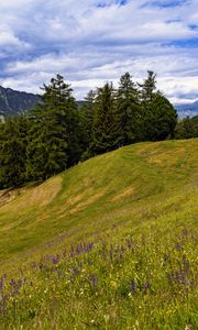 Preview wallpaper meadow, trees, hill, nature, landscape, green