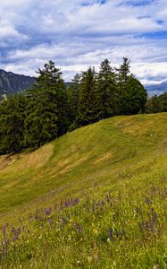Preview wallpaper meadow, trees, hill, nature, landscape, green