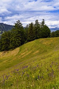 Preview wallpaper meadow, trees, hill, nature, landscape, green
