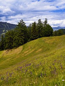 Preview wallpaper meadow, trees, hill, nature, landscape, green