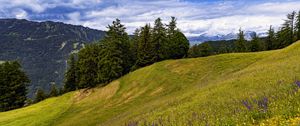 Preview wallpaper meadow, trees, hill, nature, landscape, green