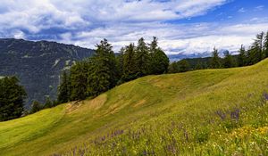 Preview wallpaper meadow, trees, hill, nature, landscape, green