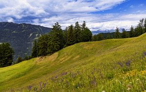 Preview wallpaper meadow, trees, hill, nature, landscape, green