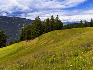 Preview wallpaper meadow, trees, hill, nature, landscape, green