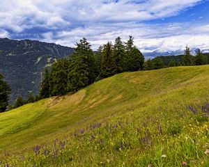 Preview wallpaper meadow, trees, hill, nature, landscape, green