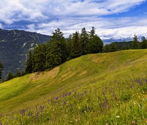 Preview wallpaper meadow, trees, hill, nature, landscape, green