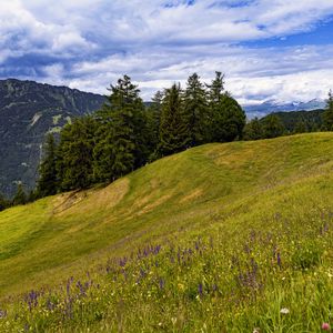 Preview wallpaper meadow, trees, hill, nature, landscape, green